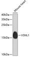 Visinin Like 1 antibody, 19-303, ProSci, Western Blot image 