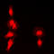 Histone Deacetylase 7 antibody, abx133145, Abbexa, Western Blot image 