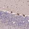 Large subunit GTPase 1 homolog antibody, PA5-58069, Invitrogen Antibodies, Immunohistochemistry frozen image 