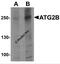 Autophagy Related 2B antibody, 7005, ProSci Inc, Western Blot image 