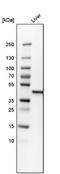Cystathionine Gamma-Lyase antibody, NBP1-90362, Novus Biologicals, Western Blot image 