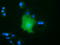 LRAT Domain Containing 2 antibody, TA501919, Origene, Immunofluorescence image 