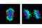 Aurora Kinase A antibody, 4718S, Cell Signaling Technology, Immunofluorescence image 