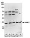 Vesicle-associated membrane protein 7 antibody, A304-344A, Bethyl Labs, Western Blot image 