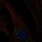 Olfactomedin-like protein 3 antibody, HPA027991, Atlas Antibodies, Immunofluorescence image 