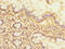 Nucleolar Protein 10 antibody, A60050-100, Epigentek, Immunohistochemistry paraffin image 