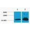 Histone Cluster 4 H4 antibody, LS-C387556, Lifespan Biosciences, Western Blot image 