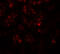 PPARG Coactivator 1 Alpha antibody, 7705, ProSci Inc, Immunofluorescence image 