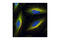 EMAP Like 4 antibody, 2428S, Cell Signaling Technology, Immunocytochemistry image 