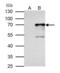 Nuclear Respiratory Factor 1 antibody, PA5-27854, Invitrogen Antibodies, Immunoprecipitation image 