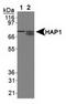 HAP1 antibody, TA309681, Origene, Western Blot image 
