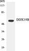 DDX19B antibody, LS-C291869, Lifespan Biosciences, Western Blot image 