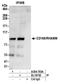 HMMR antibody, A304-783A, Bethyl Labs, Immunoprecipitation image 