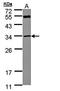 Methylthioadenosine Phosphorylase antibody, orb73365, Biorbyt, Western Blot image 