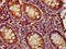 ELL Associated Factor 2 antibody, LS-C677751, Lifespan Biosciences, Immunohistochemistry paraffin image 