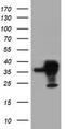 Serpinb1 antibody, TA800077, Origene, Western Blot image 