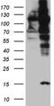 Importin 5 antibody, TA811923, Origene, Western Blot image 