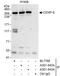 Centromere Protein E antibody, A301-943A, Bethyl Labs, Immunoprecipitation image 