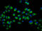Cytochrome b reductase 1 antibody, LS-C680342, Lifespan Biosciences, Immunofluorescence image 