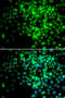DNA-directed RNA polymerases I, II, and III subunit RPABC2 antibody, MBS127815, MyBioSource, Immunofluorescence image 