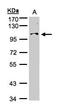 NCK Associated Protein 1 antibody, LS-C185724, Lifespan Biosciences, Western Blot image 