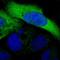 Chromosome 3 Open Reading Frame 18 antibody, HPA012105, Atlas Antibodies, Immunofluorescence image 