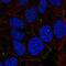 NHS Actin Remodeling Regulator antibody, NBP2-56313, Novus Biologicals, Immunocytochemistry image 