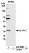 Cyclin-C antibody, A301-989A, Bethyl Labs, Immunoprecipitation image 