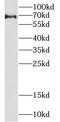 CREB/ATF BZIP Transcription Factor antibody, FNab01968, FineTest, Western Blot image 