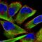 Desmin antibody, HPA018803, Atlas Antibodies, Immunofluorescence image 