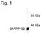 Protein Phosphatase 1 Regulatory Inhibitor Subunit 1B antibody, PA1-4650, Invitrogen Antibodies, Western Blot image 