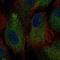 Polycystin-2 antibody, HPA015794, Atlas Antibodies, Immunofluorescence image 