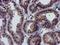Coiled-Coil-Helix-Coiled-Coil-Helix Domain Containing 5 antibody, TA502372, Origene, Immunohistochemistry frozen image 