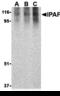 NLR Family CARD Domain Containing 4 antibody, 3107, ProSci, Western Blot image 