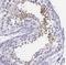 Izumo Sperm-Egg Fusion 1 antibody, NBP1-83086, Novus Biologicals, Immunohistochemistry frozen image 