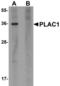 Placenta Enriched 1 antibody, LS-B5345, Lifespan Biosciences, Western Blot image 
