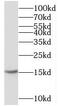 Cystatin C antibody, FNab10197, FineTest, Western Blot image 