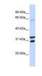 F-Box Protein 24 antibody, NBP1-53140, Novus Biologicals, Western Blot image 