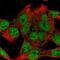 WASH Complex Subunit 4 antibody, PA5-61064, Invitrogen Antibodies, Immunofluorescence image 