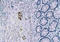 Ret Proto-Oncogene antibody, orb5942, Biorbyt, Immunohistochemistry paraffin image 