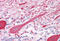 Ret Proto-Oncogene antibody, MBS244765, MyBioSource, Immunohistochemistry frozen image 