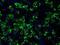CDGSH Iron Sulfur Domain 1 antibody, NBP2-02321, Novus Biologicals, Immunocytochemistry image 