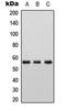 Large neutral amino acids transporter small subunit 2 antibody, LS-C354407, Lifespan Biosciences, Western Blot image 