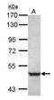 Tripartite Motif Containing 68 antibody, GTX117922, GeneTex, Western Blot image 