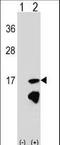 ERH MRNA Splicing And Mitosis Factor antibody, LS-C167807, Lifespan Biosciences, Western Blot image 