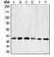 E2F Transcription Factor 4 antibody, orb213867, Biorbyt, Western Blot image 