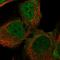 LY6/PLAUR Domain Containing 5 antibody, HPA042511, Atlas Antibodies, Immunofluorescence image 