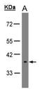 OPN5 antibody, TA308710, Origene, Western Blot image 
