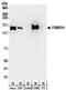 Protein FAM83H antibody, NBP2-32219, Novus Biologicals, Western Blot image 