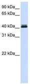 Calcium Activated Nucleotidase 1 antibody, TA340308, Origene, Western Blot image 